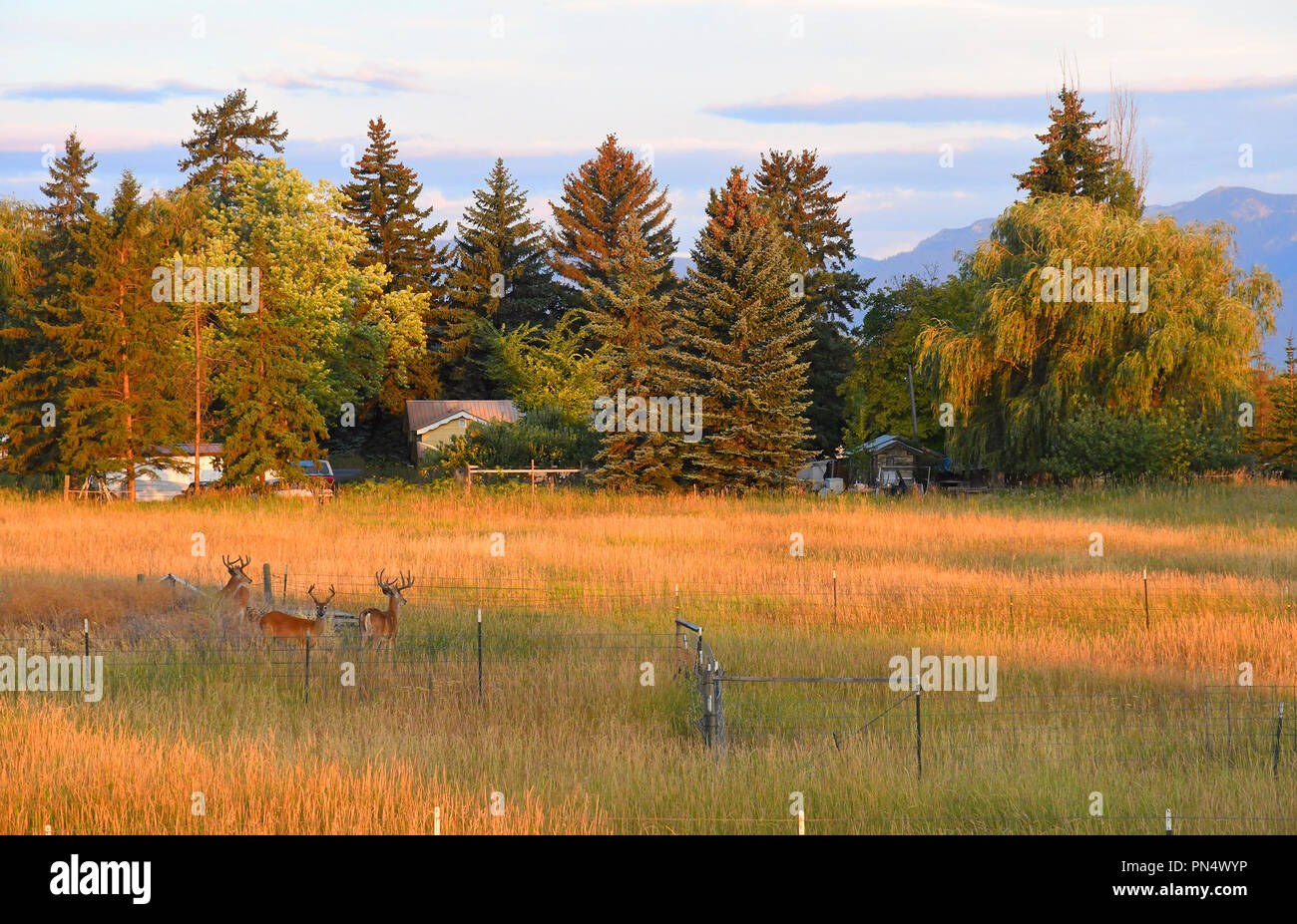 Three buck whitetail deer with antlers in neighborhood field of grass near sunset Stock Photo