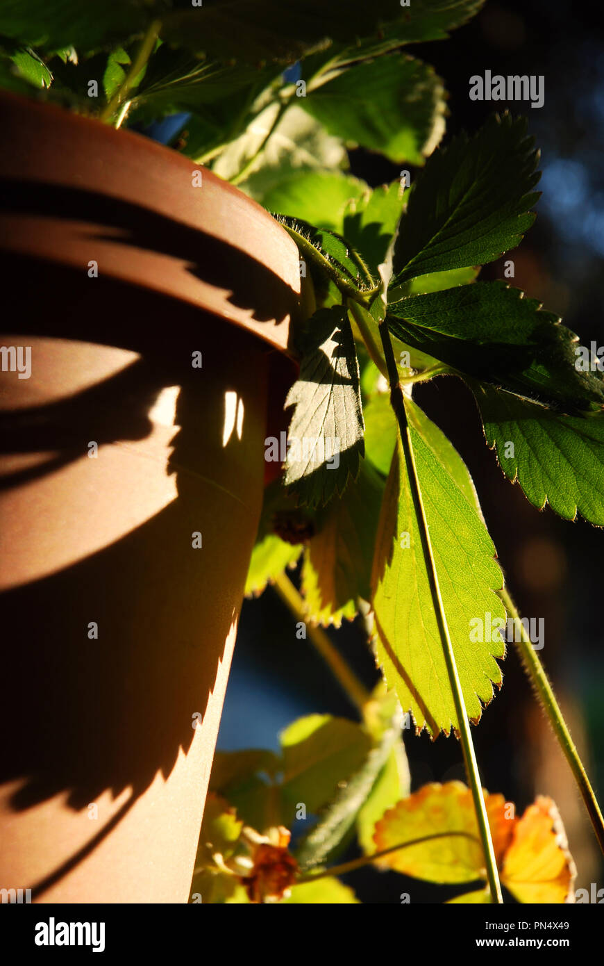 Potted strawberry plant illuminated by the setting sun Stock Photo