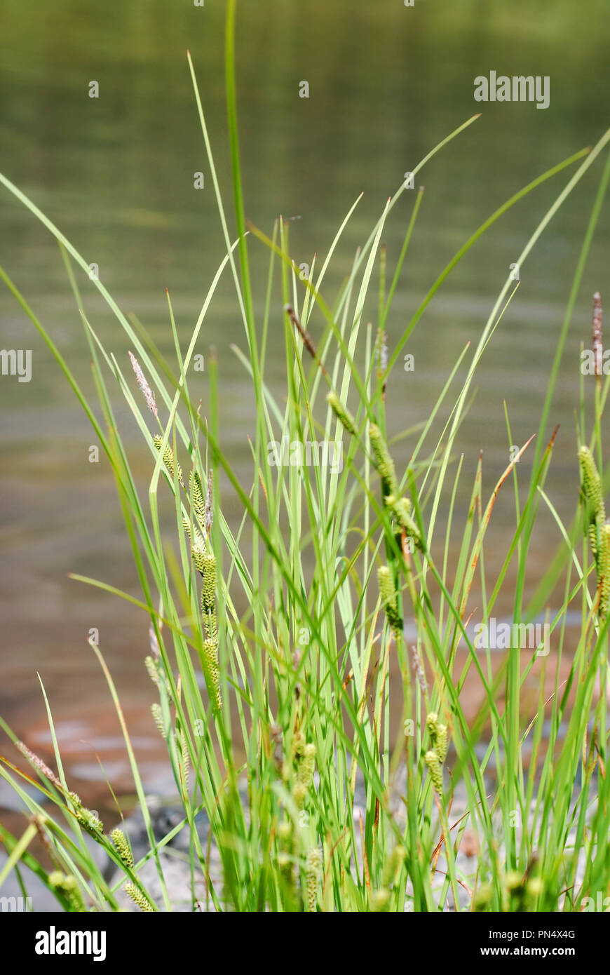 Native grasses grlowing along the shore of a Montana lake Stock Photo