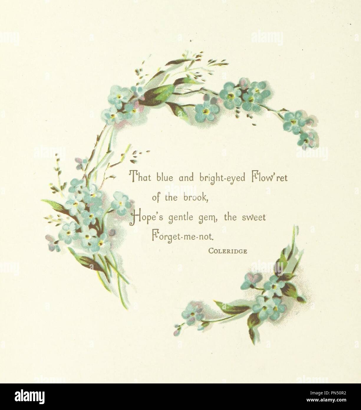 Forget Me Nots Drawing High Resolution Stock Photography and Images - Alamy