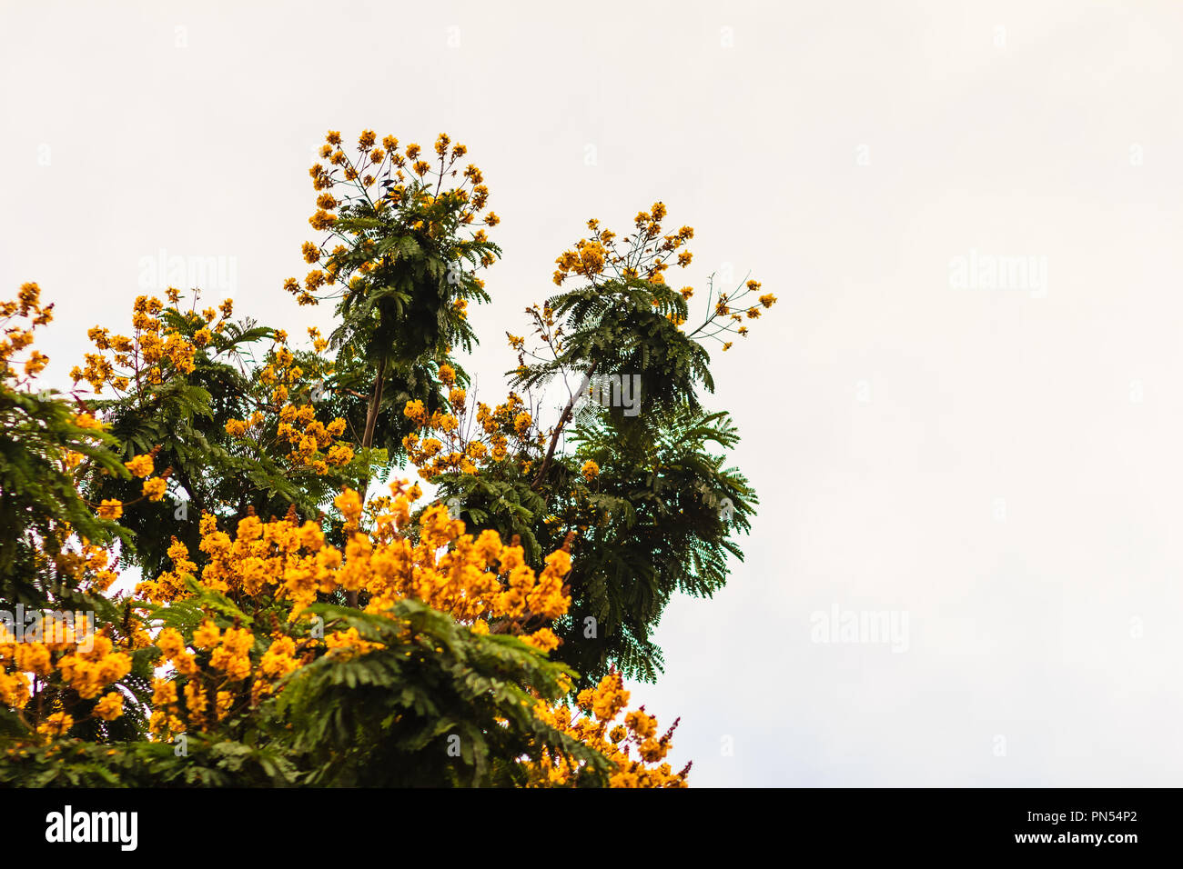 Beautiful yellow Peltophorum pterocarpum flowers on tree, commonly known as copperpod, flamboyant, flametree, yellow poinciana or yellow-flame. Stock Photo