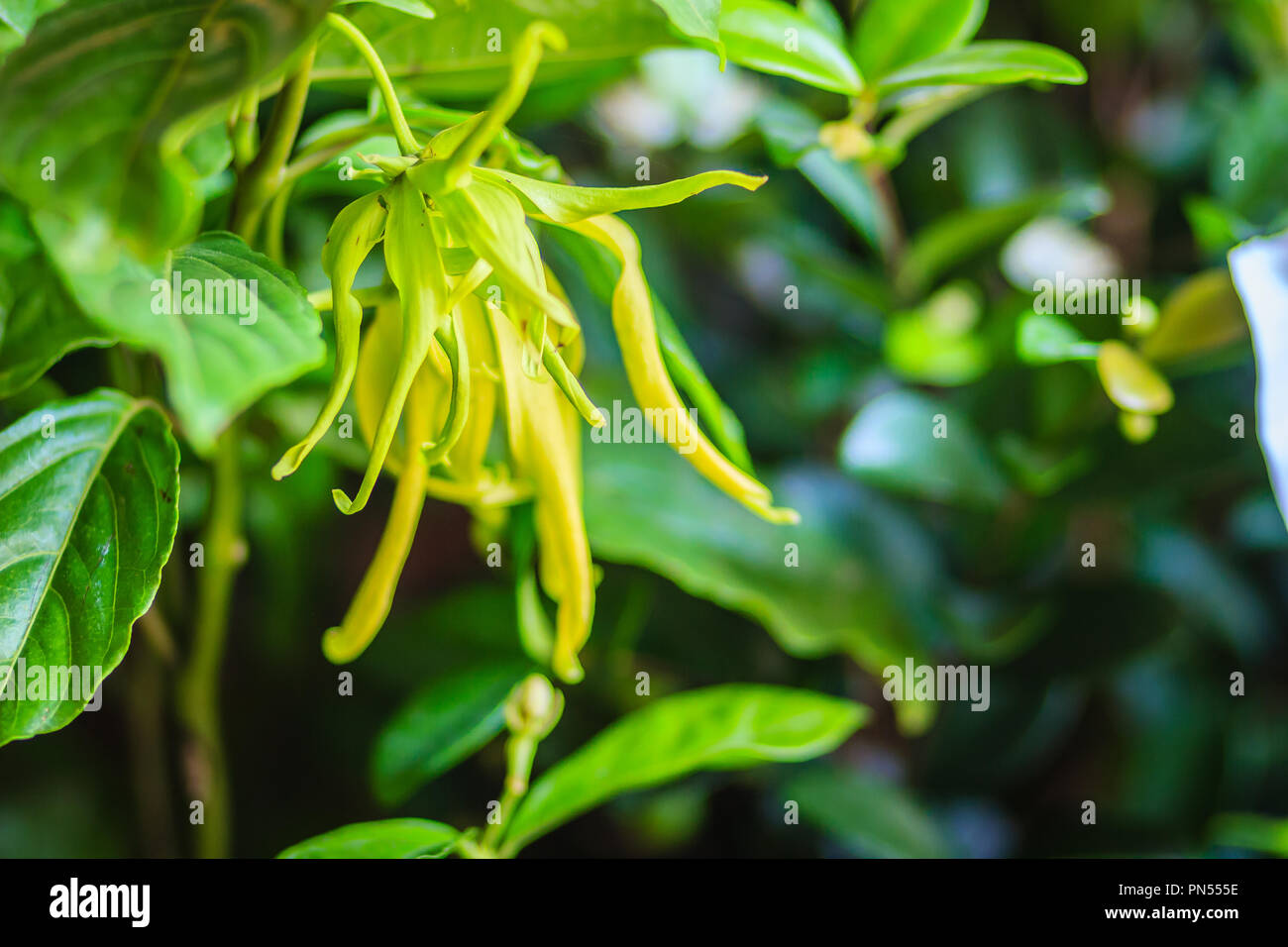 Yellow Ylang ylang flowers (Cananga odorata) on tree are valued for the perfume extracted from them used in aromatherapy. Stock Photo