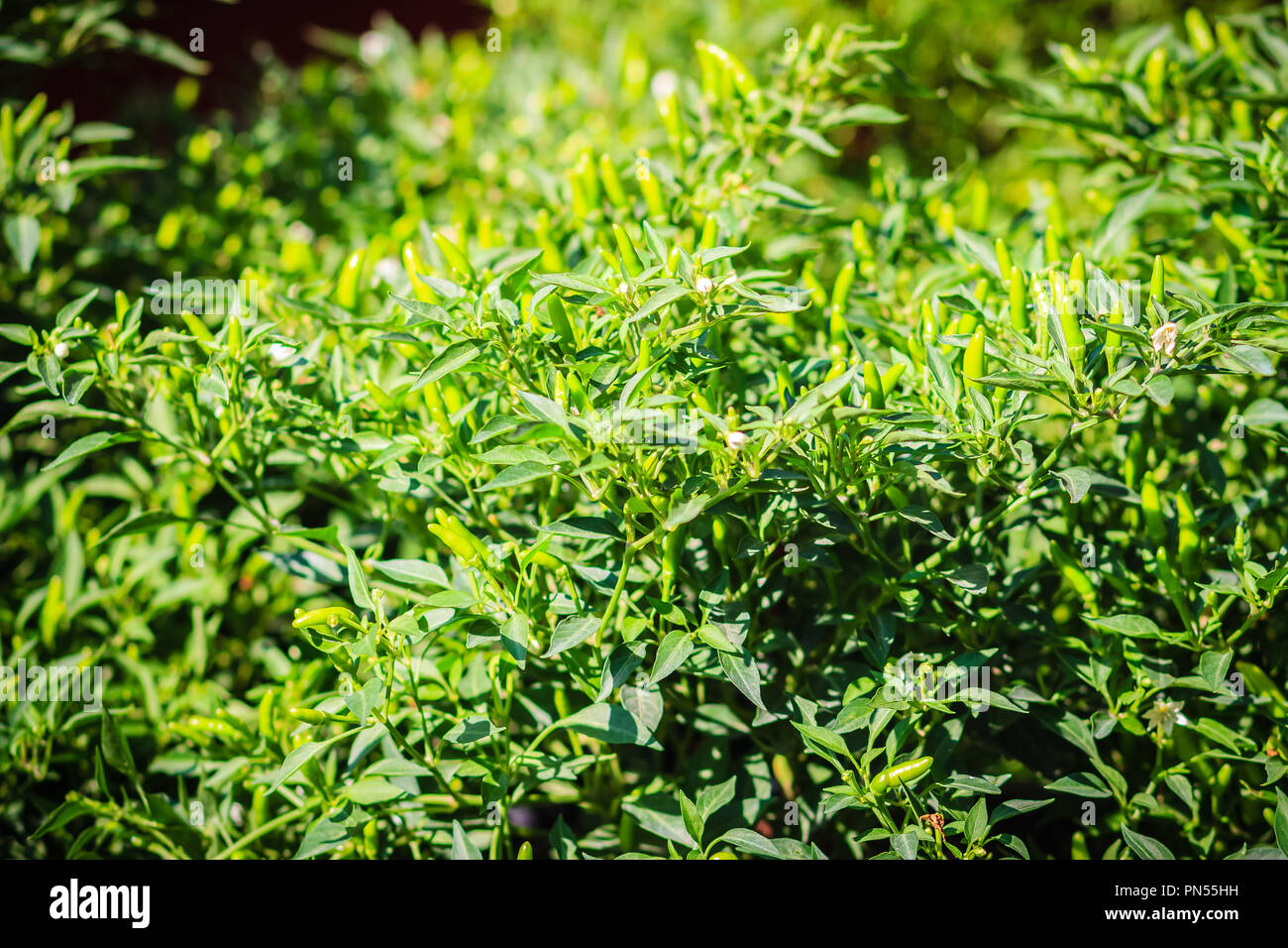 Organic green bird's eye chili, bird eye chili, bird's chili, chile de