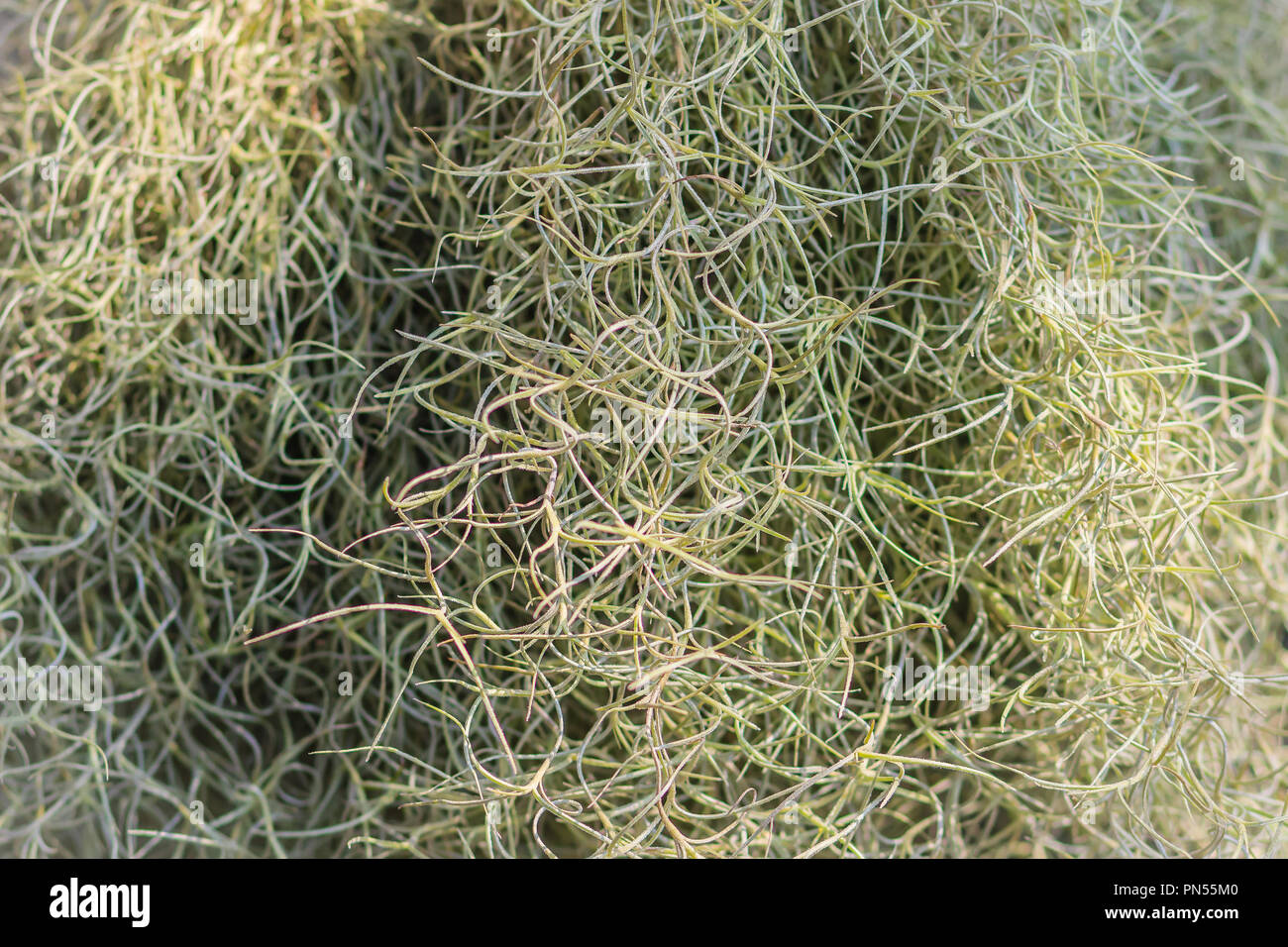 Cypress Mulch High Resolution Stock Photography and Images - Alamy