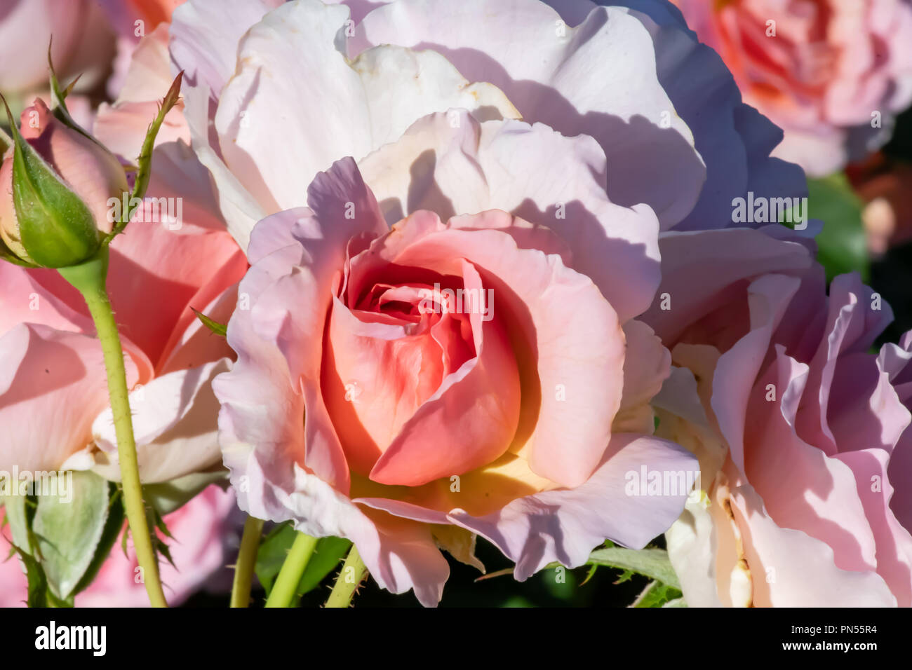 Close up of a beautiful pink rose in a garden Stock Photo - Alamy