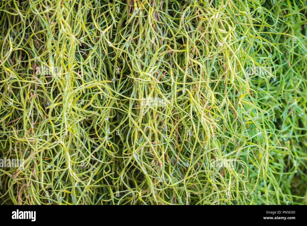 Cypress mulch hi-res stock photography and images - Alamy