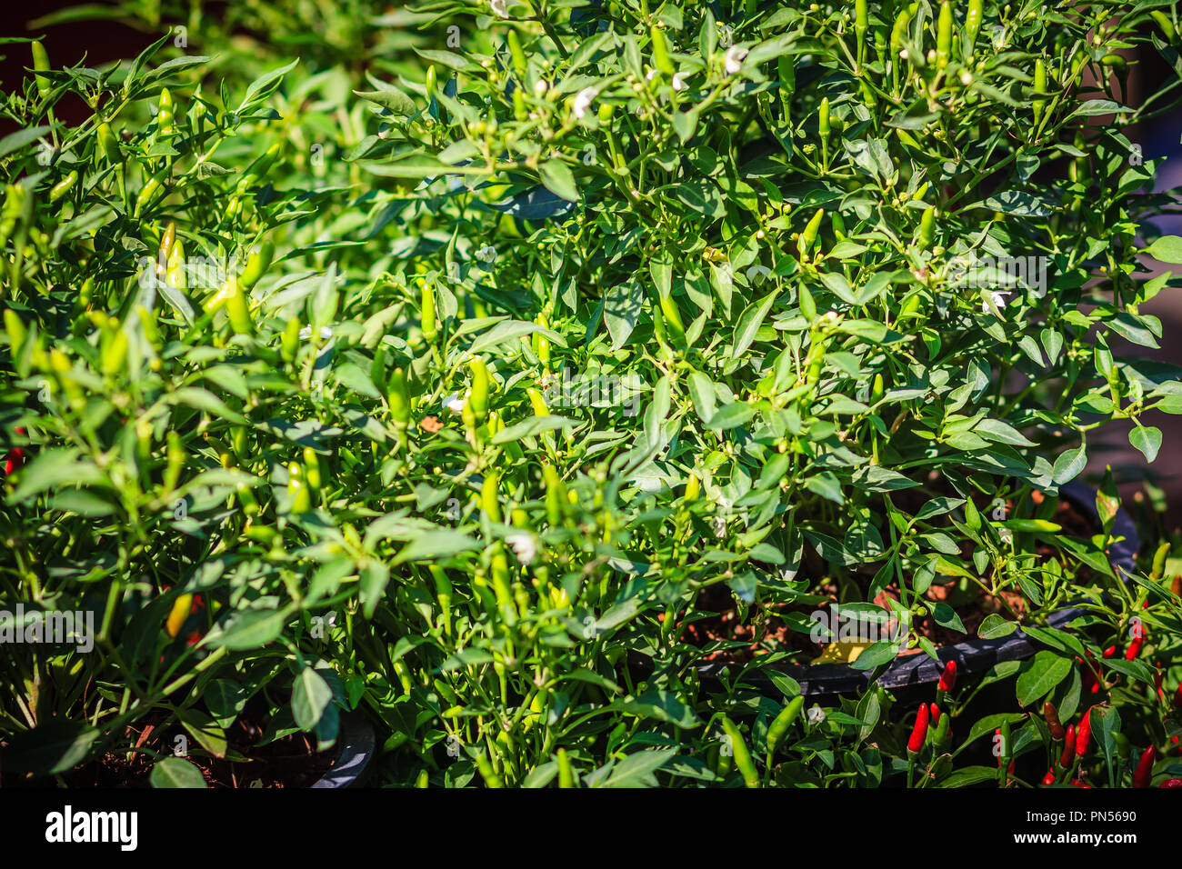 Organic green bird's eye chili, bird eye chili, bird's chili, chile de