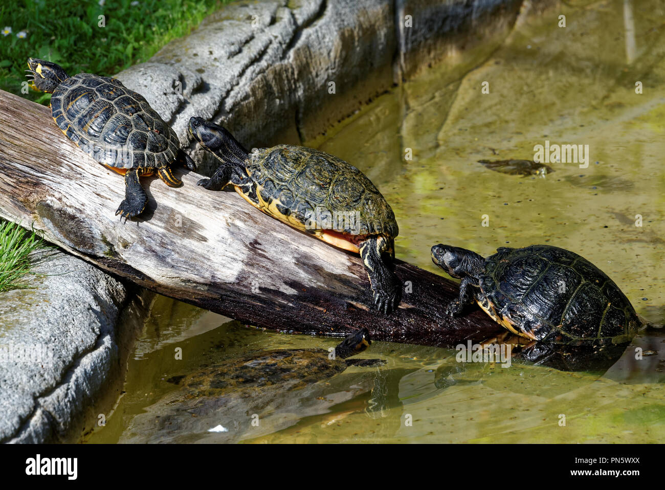 Red-eared sliders in a swimming pool Stock Photo