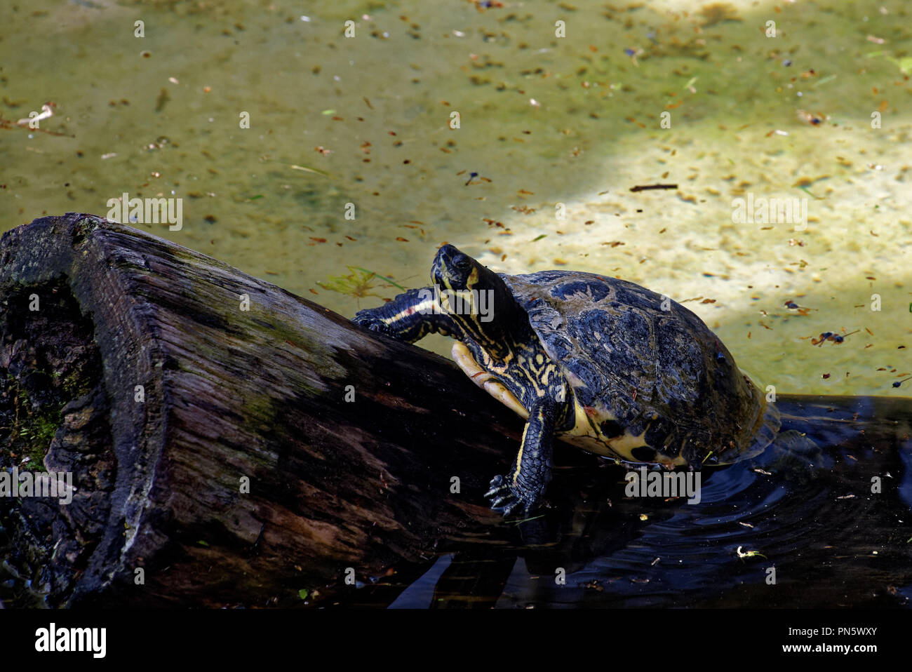 Red-eared sliders in a swimming pool Stock Photo