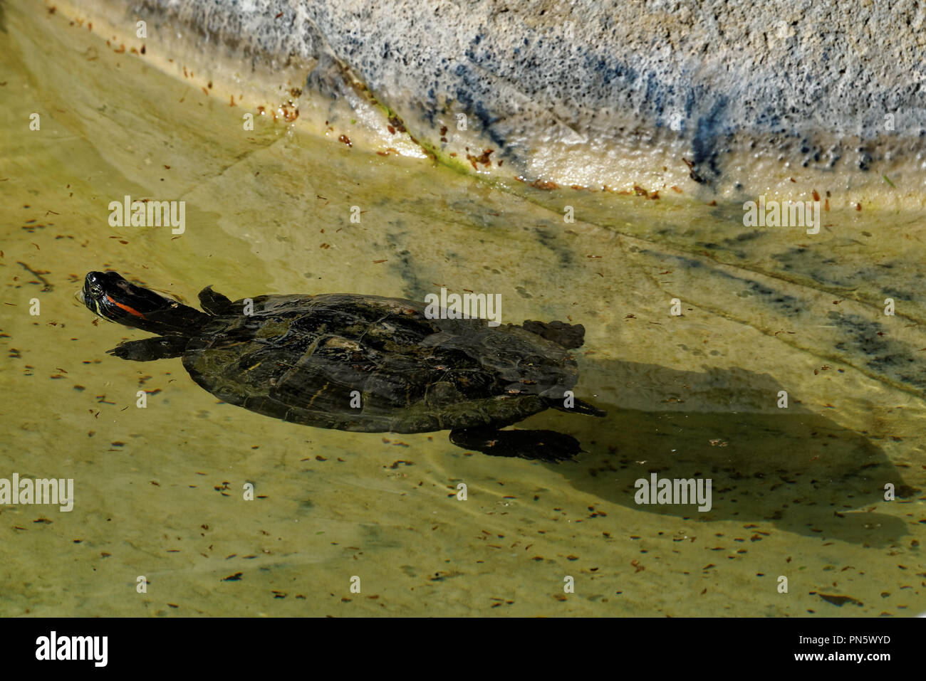 Red-eared sliders in a swimming pool Stock Photo