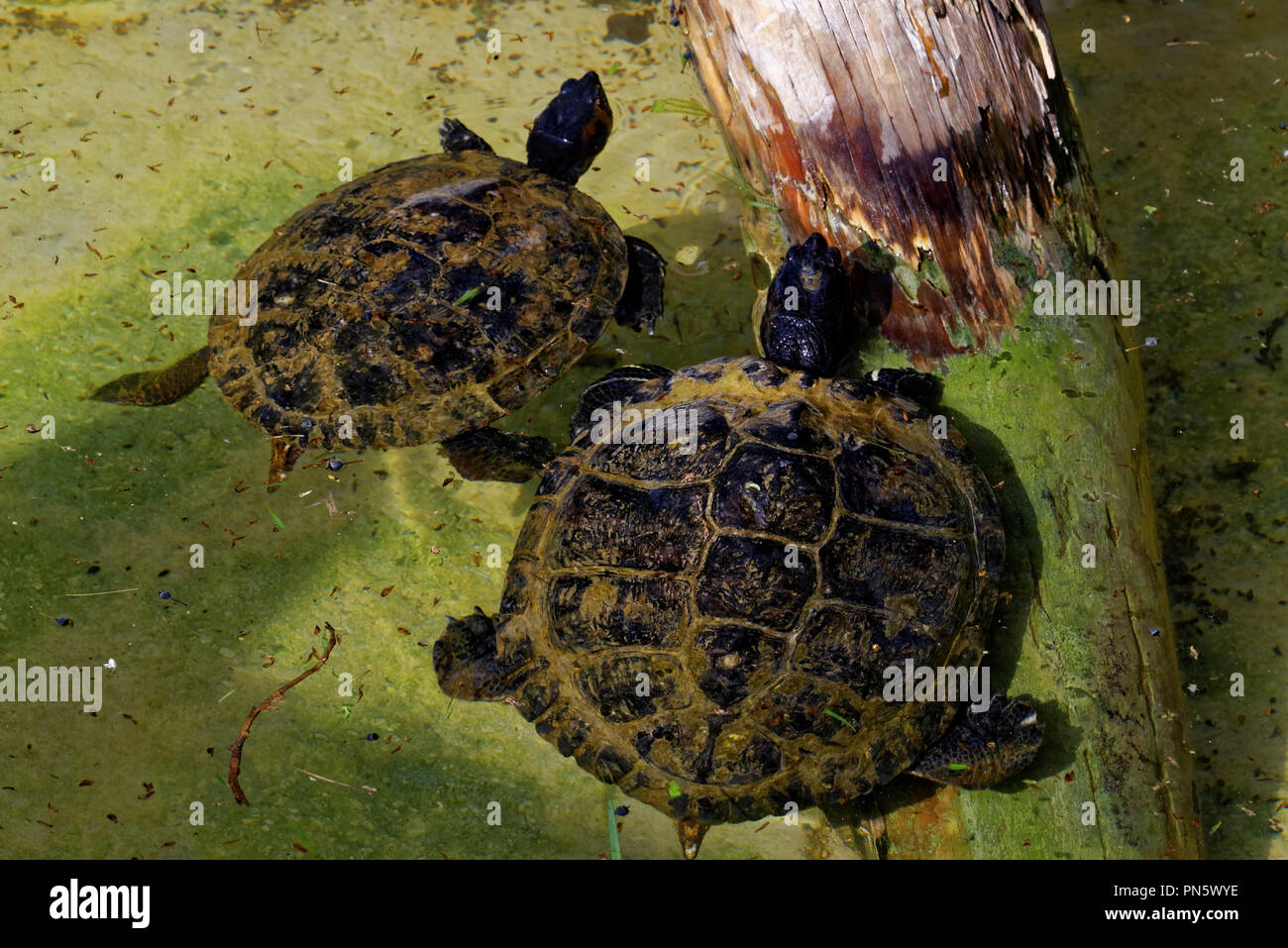 Red-eared sliders in a swimming pool Stock Photo