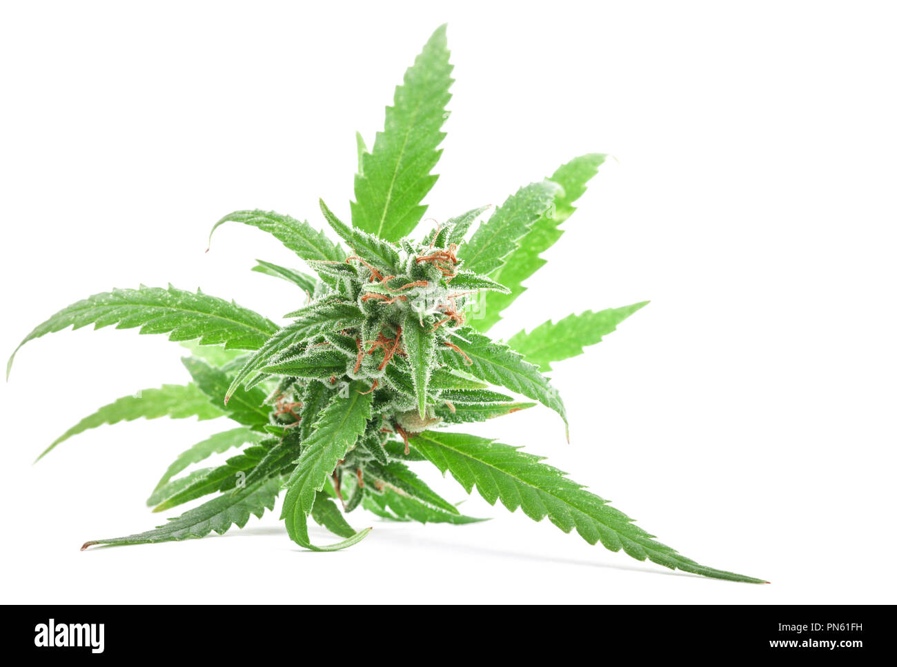 Fresh Medical marijuana isolated on white background. Therapeutic and medicinal cannabis Stock Photo