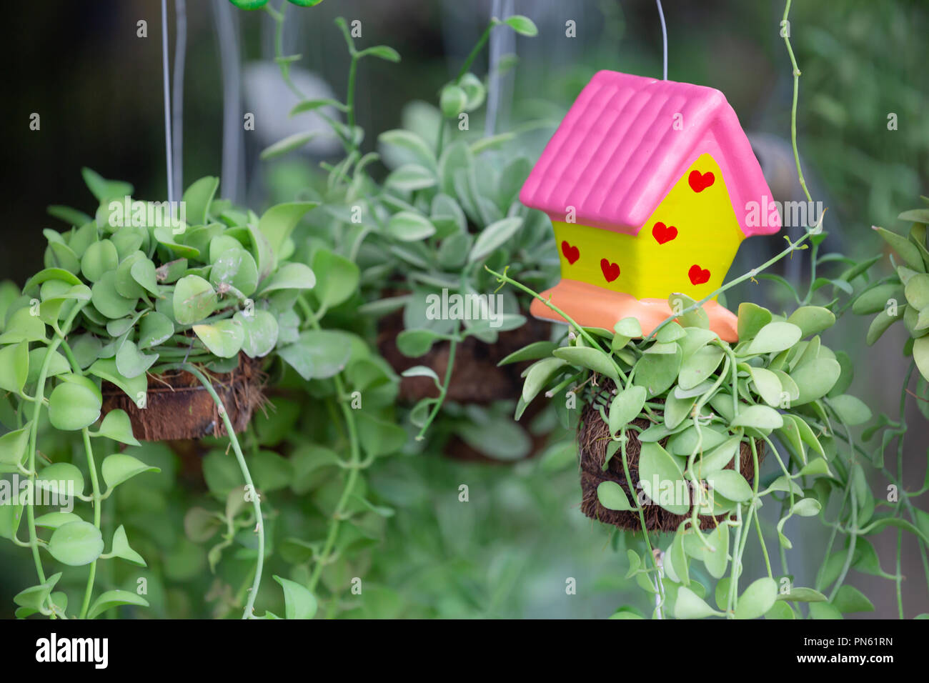 Colorful flowers for hanging to decorate the garden Stock Photo Alamy