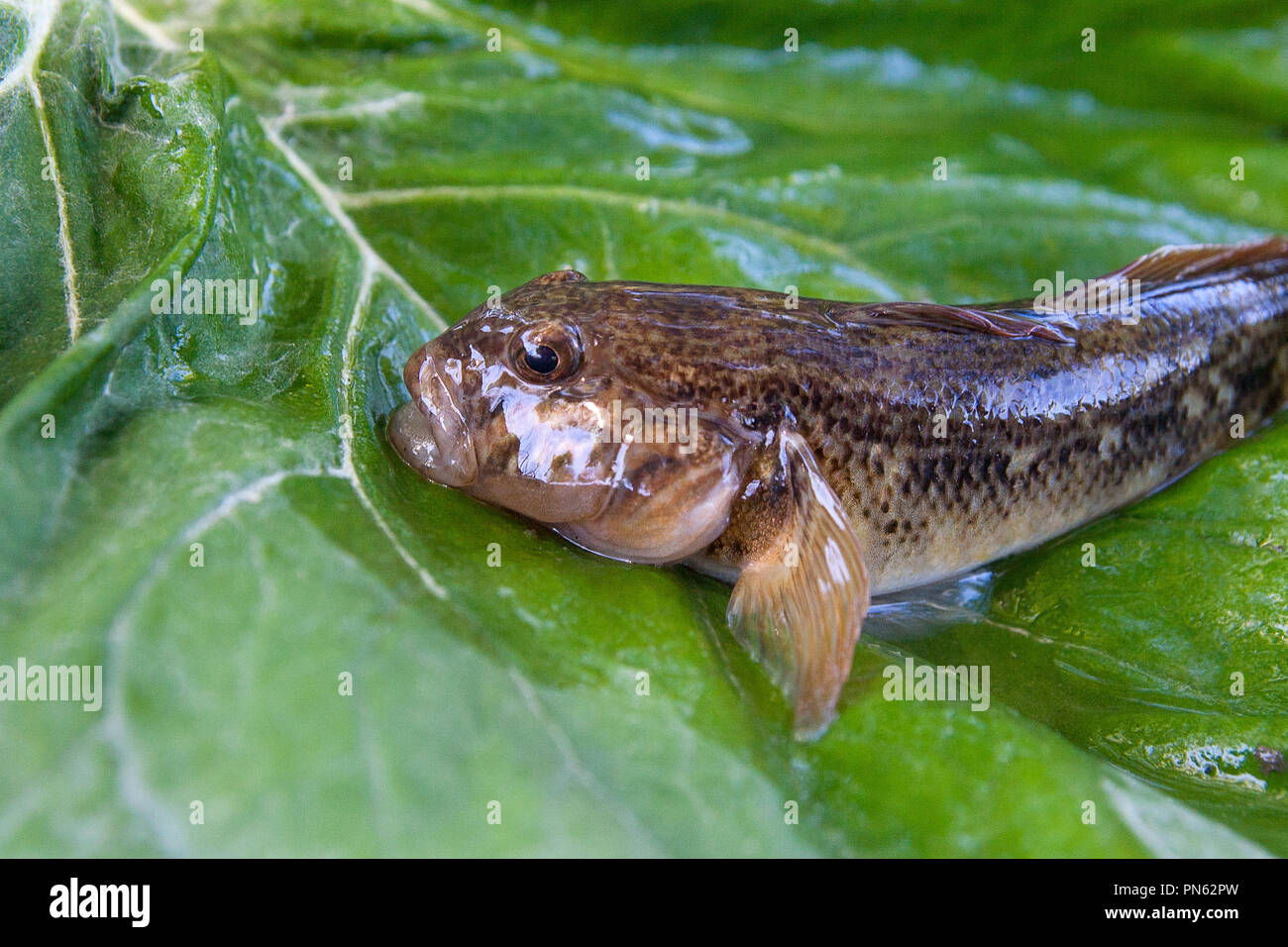 Freshwater bullhead fish or round goby fish known as Neogobius melanostomus and Neogobius fluviatilis pallasi just taken from the water. Close up view Stock Photo