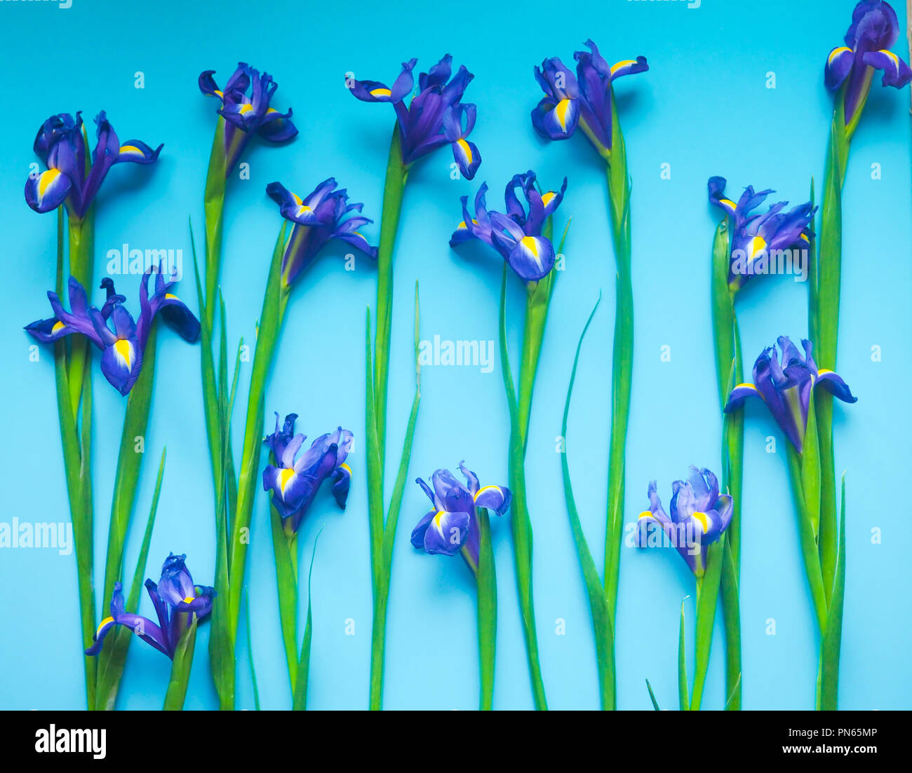 Beautiful iris flowers on a blue background, celebration, greeting card, space for text. Stock Photo