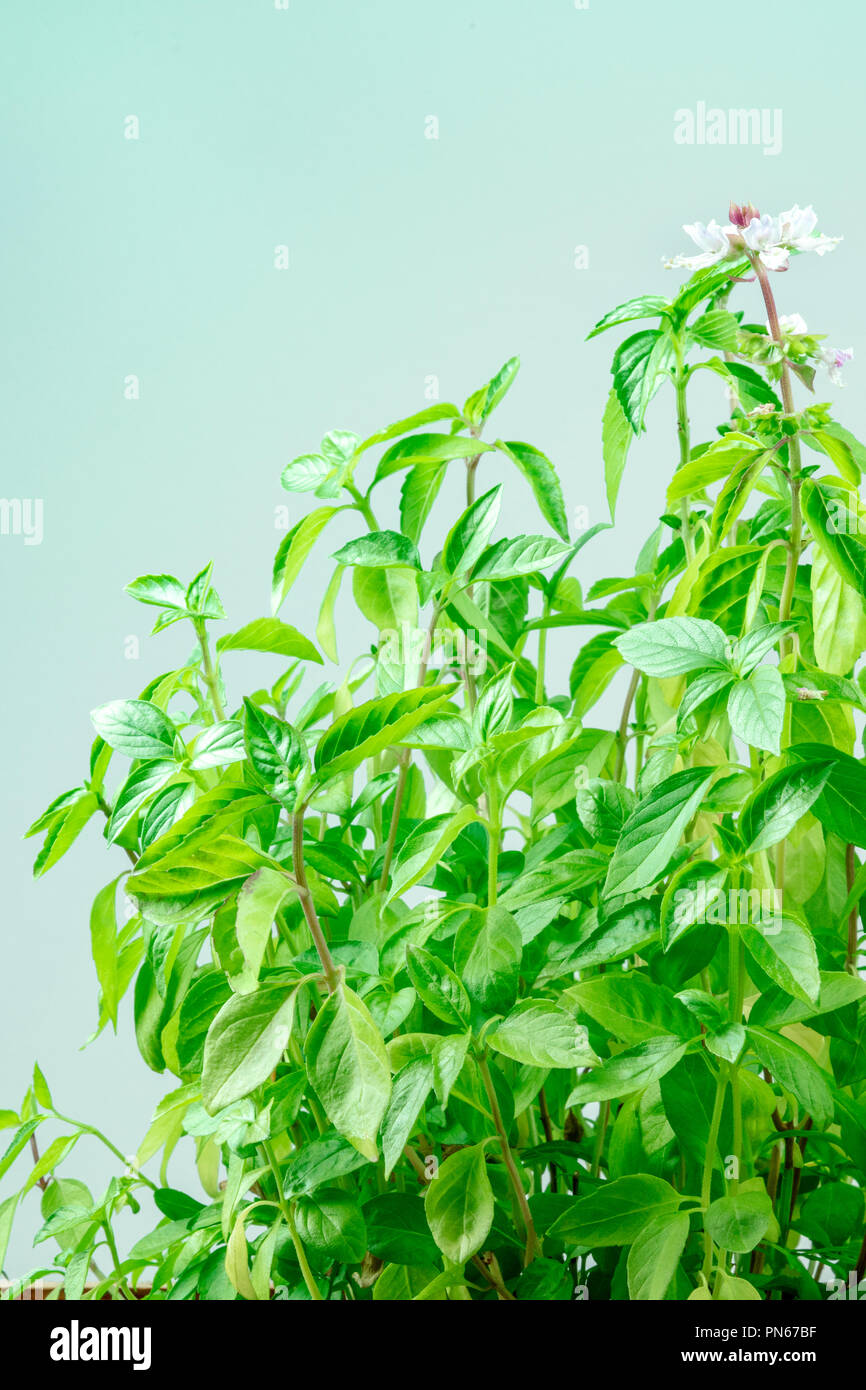 Side view of blooming basil plant with a place for text Stock Photo - Alamy