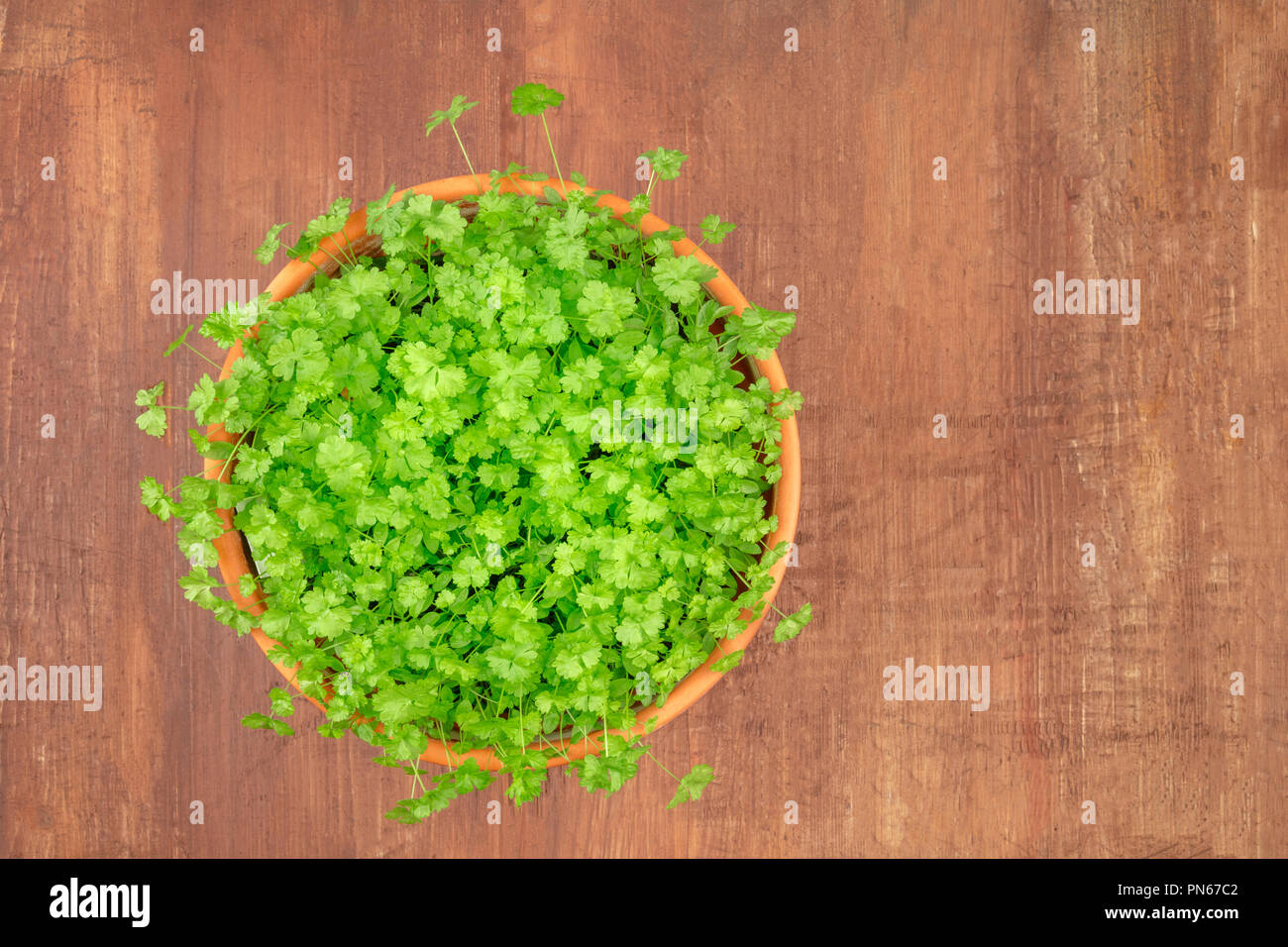 Overhead photo of fresh green parsley in pot with copy space Stock ...