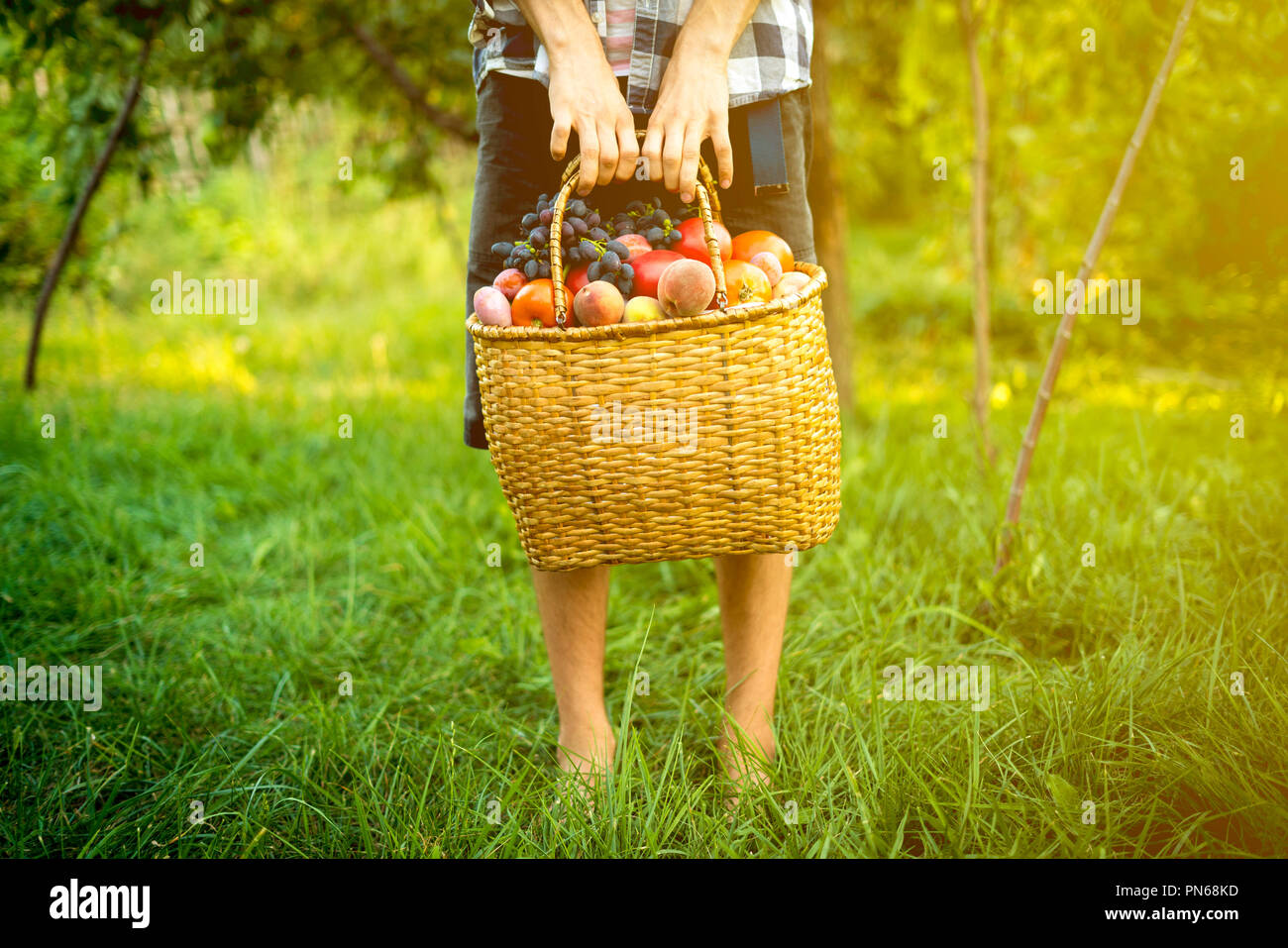 young male farmer holding a basket with collected harvest fruits and ...