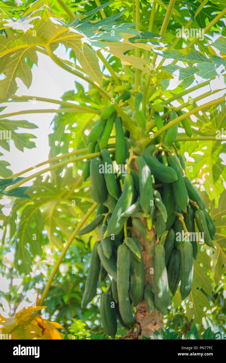 Organic green papayas fruit on tree with green leaves in the backyard