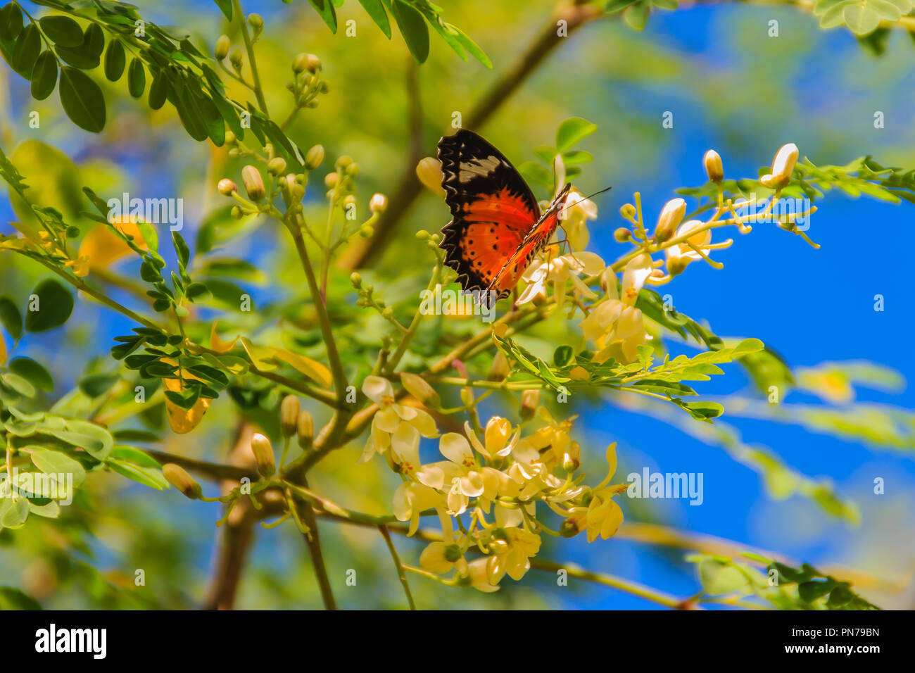 Cute leopard lacewing butterfly (Cethosia cyane), a species of heliconiine butterfly. Beautiful