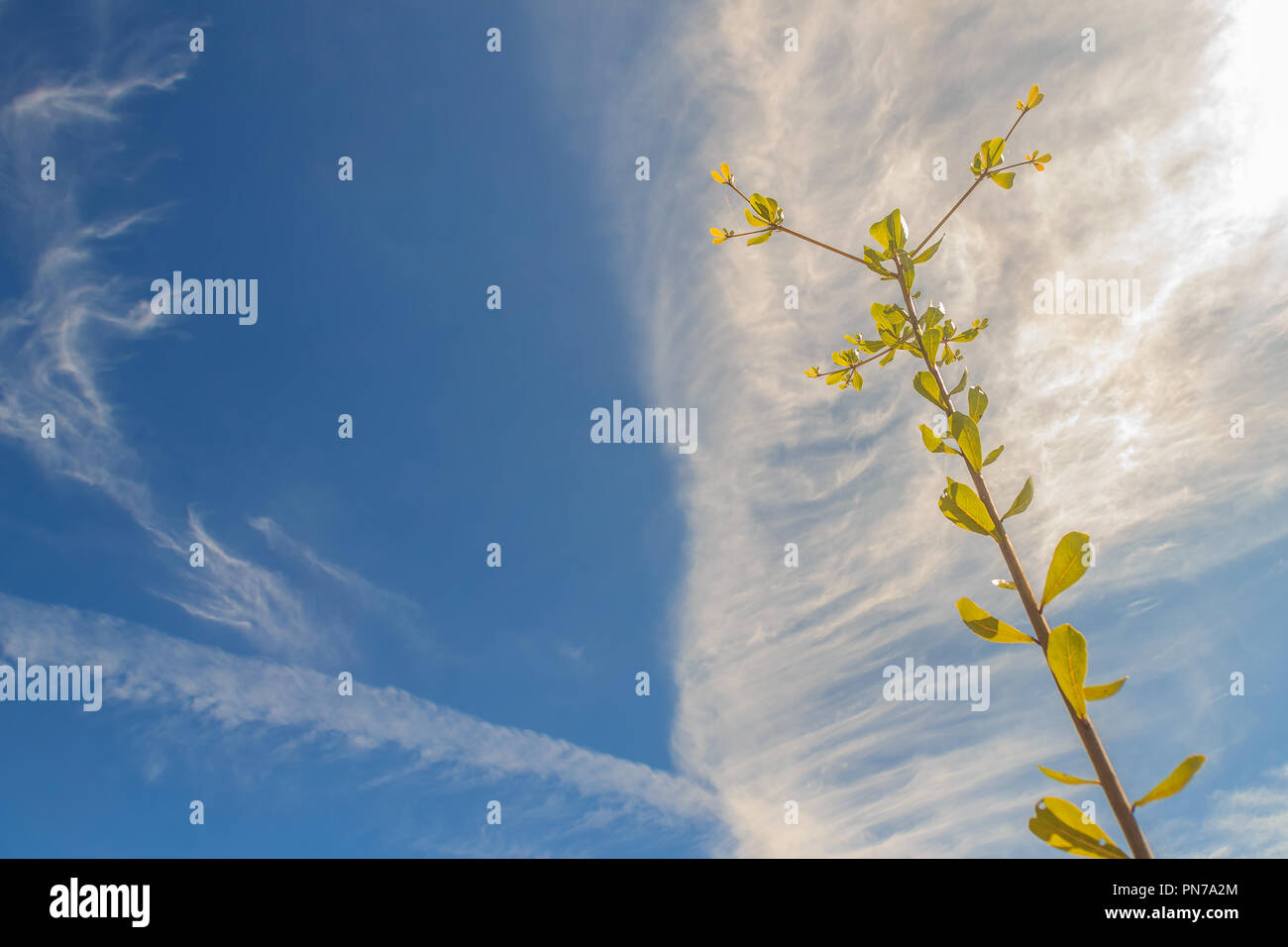 green-leaves-of-young-terminalia-ivorensis-tree-under-clear-blue-sky