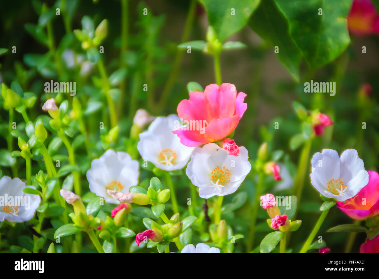 Beautiful white portulaca oleracea flower, also known as common purslane, verdolaga, little hogweed, red root, or pursley. Stock Photo