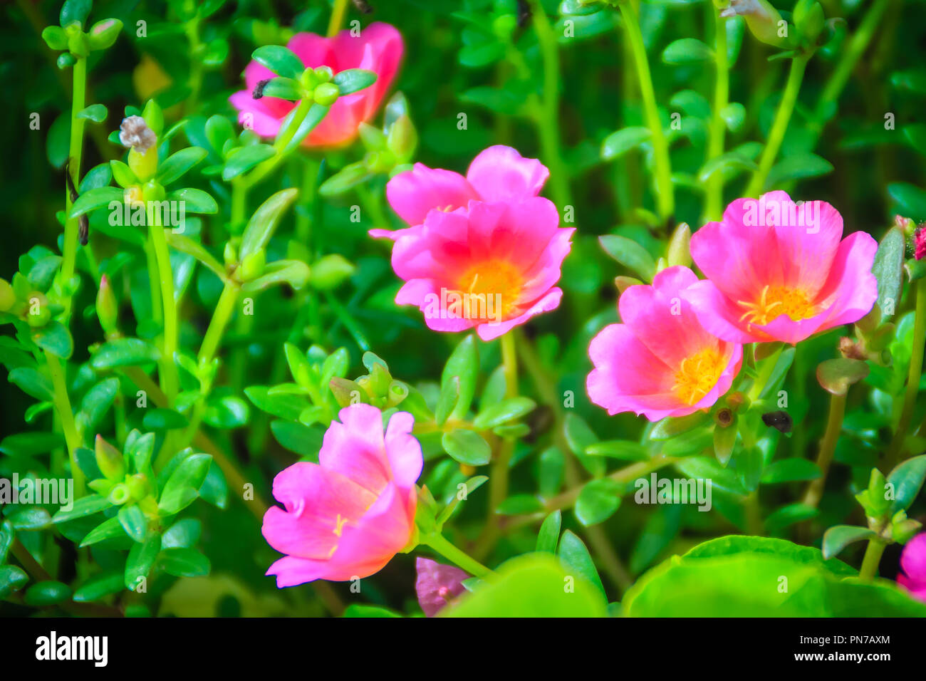 Beautiful Pink Portulaca Oleracea Flower Also Known As Common Purslane Verdolaga Little Hogweed Red Root Or Pursley Stock Photo Alamy