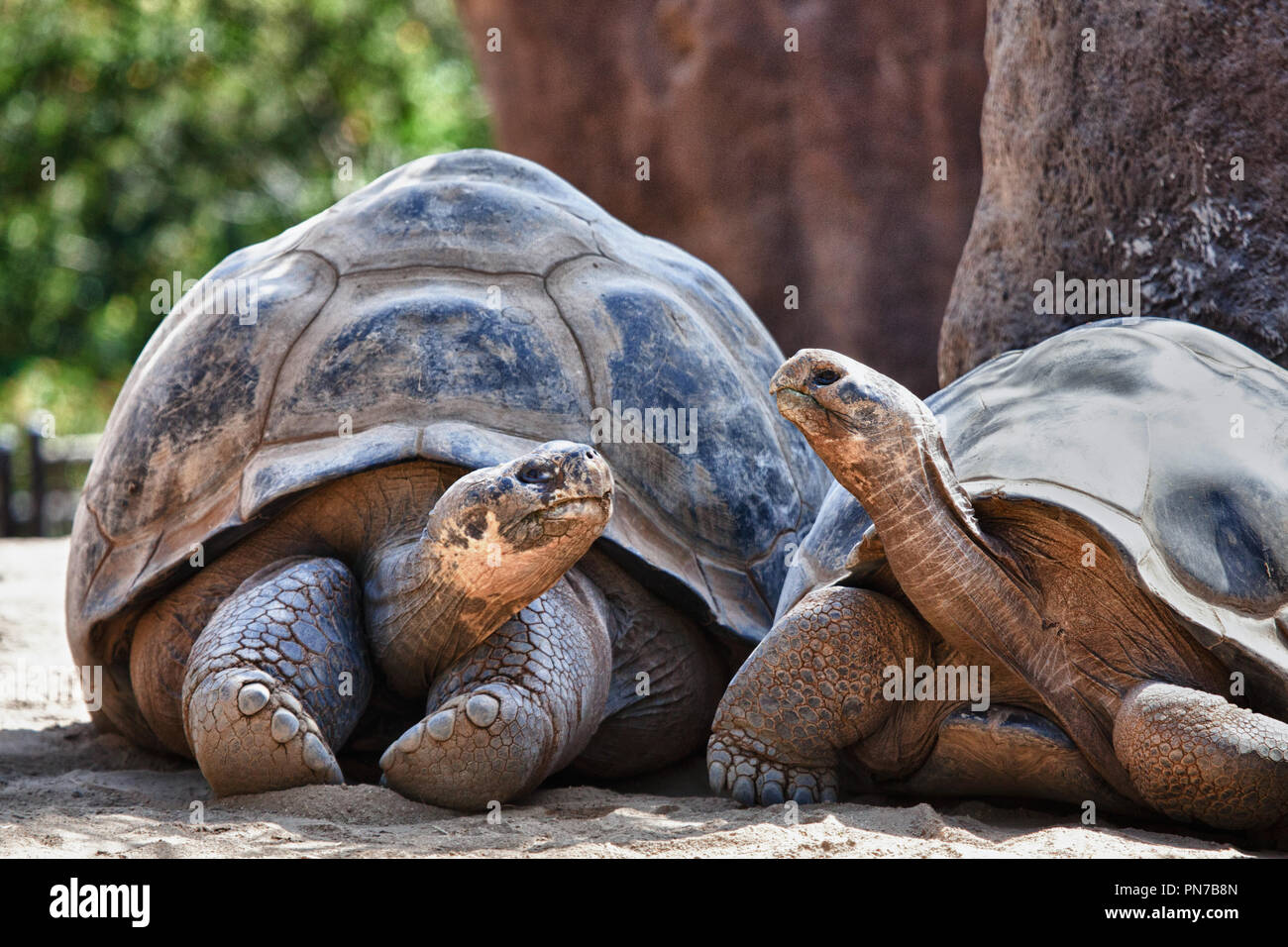 Two Galapagos Tortoises having a conversation as they relax Stock Photo