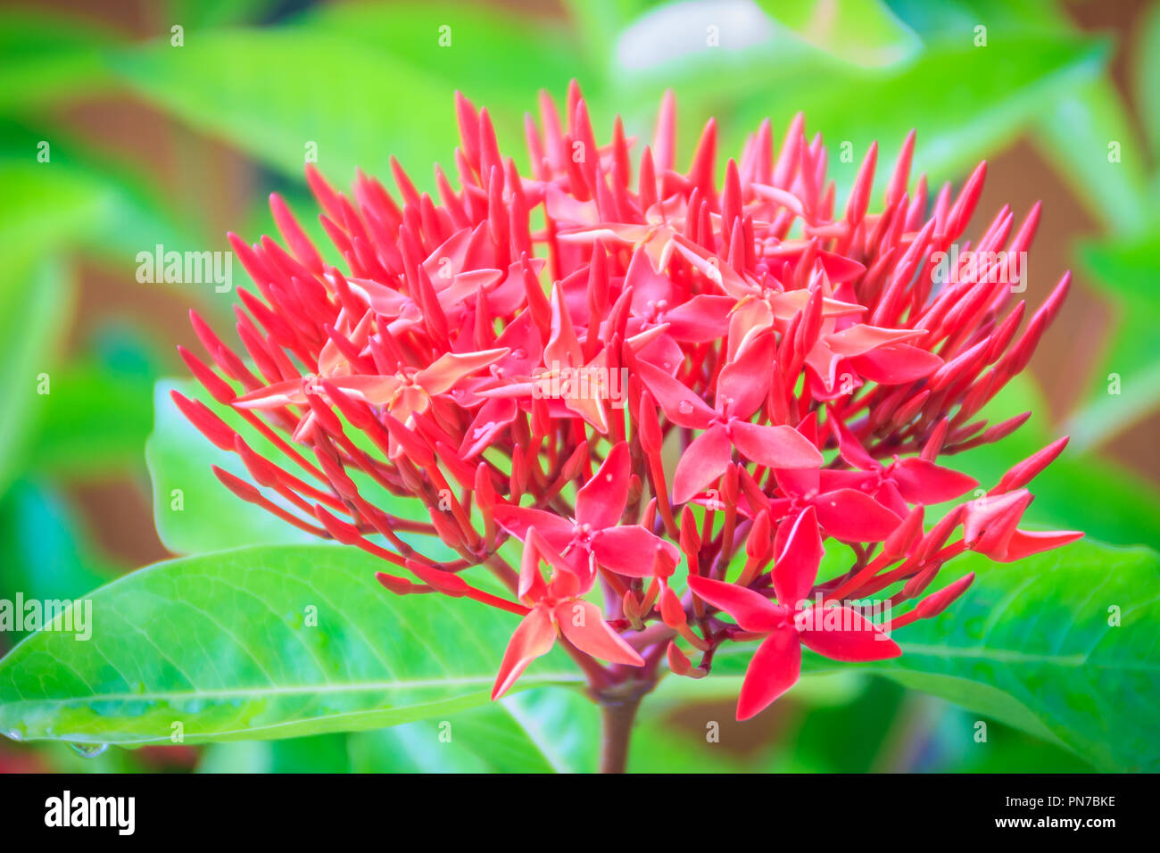 Red West Indian Jasmine Flower (Ixora macrothyrsa) in the backyard flower garden. Ixora is a genus of flowering plants in the Rubiaceae family. It is  Stock Photo