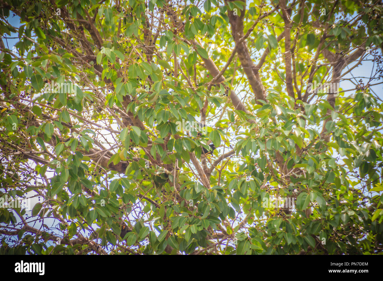 Organic purple Syzygium cumini fruits on tree. Syzygium cumini, known as jambul, jambolan, jamblang or jamun, is an evergreen tropical tree. Stock Photo