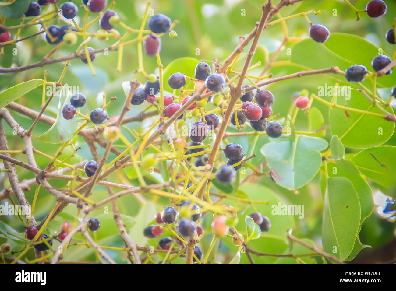 Organic purple Syzygium cumini fruits on tree. Syzygium cumini, known as jambul, jambolan, jamblang or jamun, is an evergreen tropical tree. Stock Photo