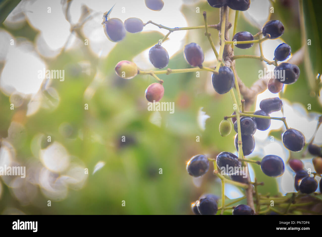 Organic purple Syzygium cumini fruits on tree. Syzygium cumini, known as jambul, jambolan, jamblang or jamun, is an evergreen tropical tree. Stock Photo