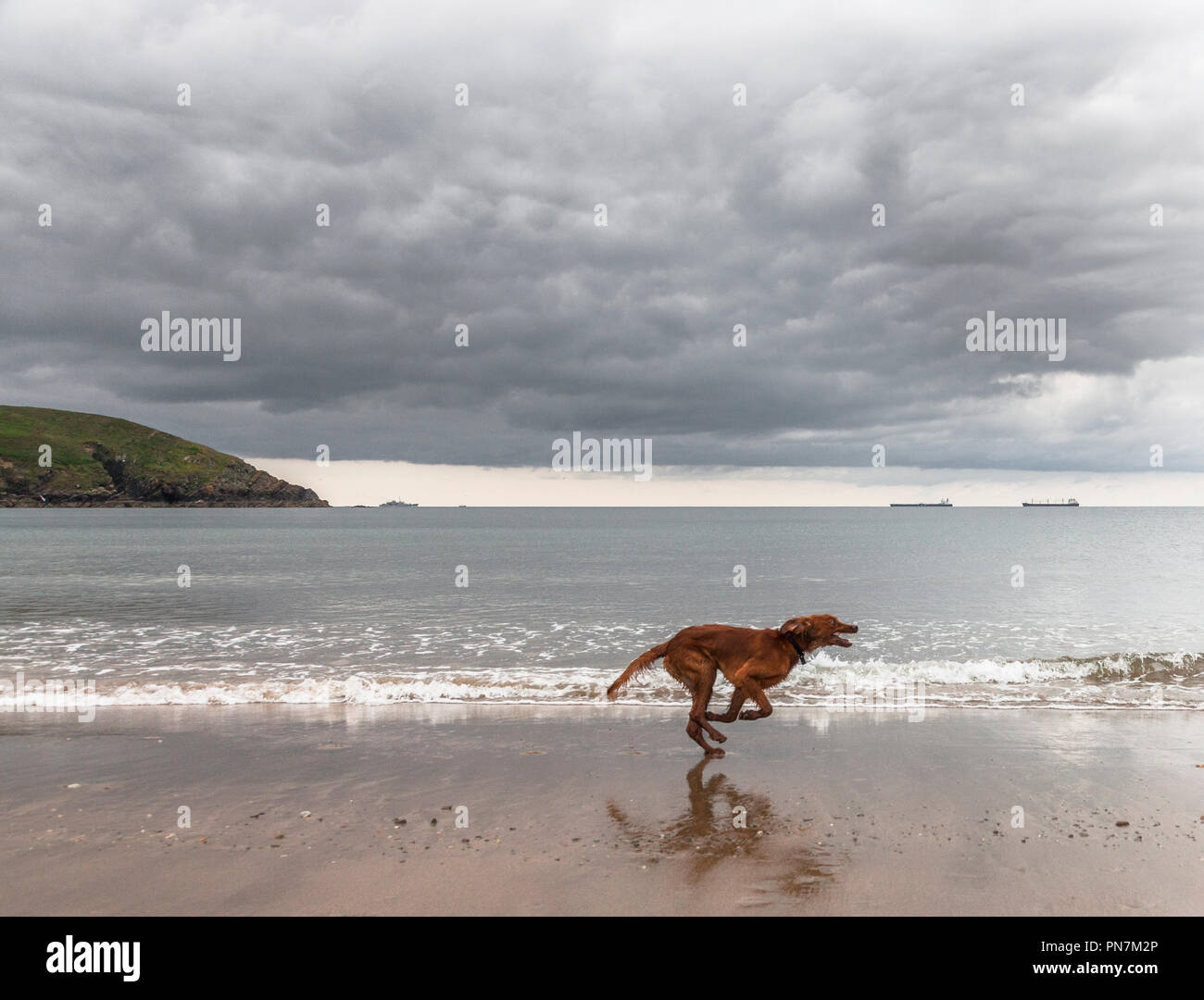 Rocky Bay, Cork, Ireland. 12th June 2018. 'Tara' a Red Setter having fun running on the beach at Rocky Bay, Co.Cork while two tankers lie at anchor of Stock Photo