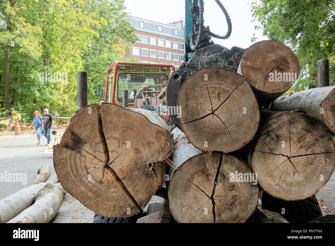 View from behind of a pile of large logs loaded on the loading area of a trailer for removal. Stock Photo