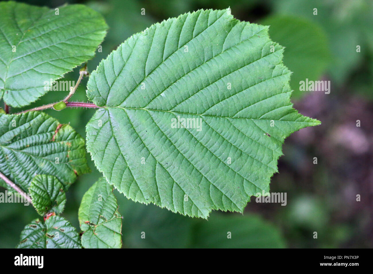Hazel (Corylus avellana) tree leaves with one prominent in the centre with a blurred background of leaves and soil. Stock Photo