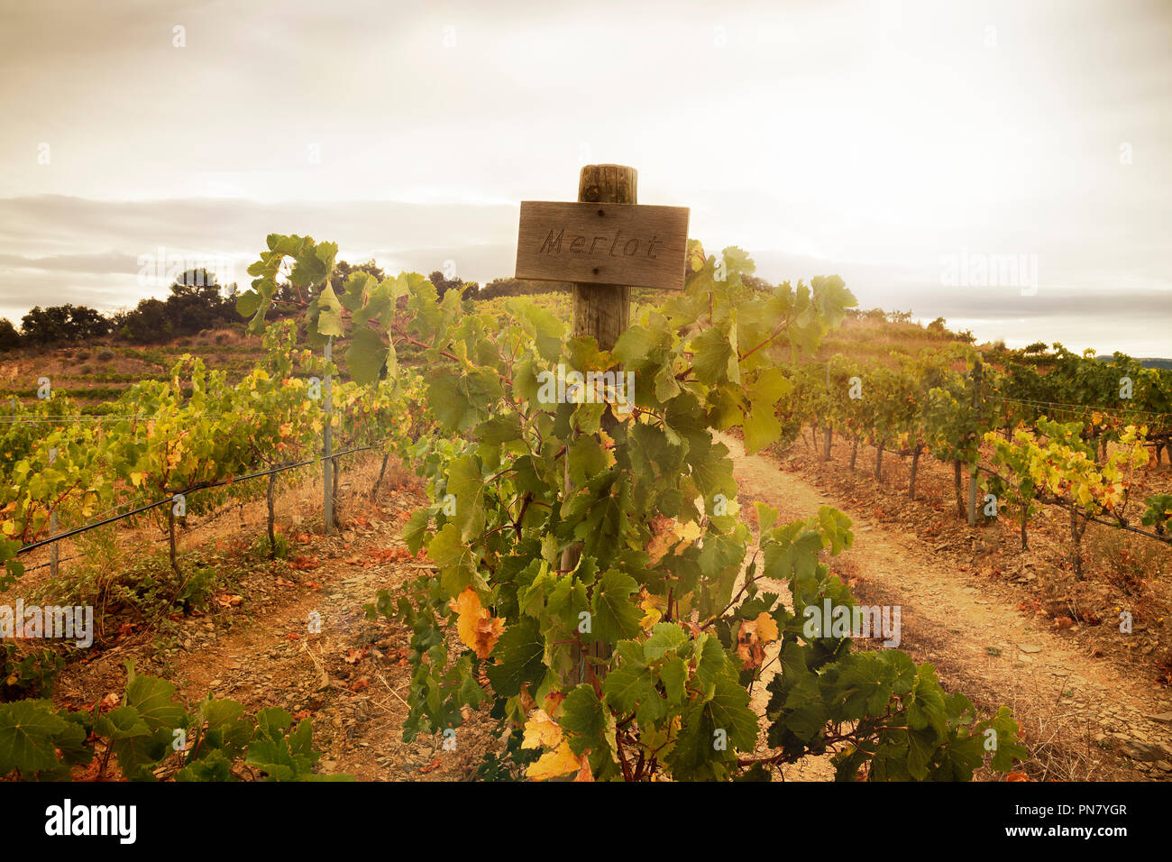 Vineyard view with a sign reading 'Merlot' kind of grapes. Warm ambiance of growing of grapes. Stock Photo