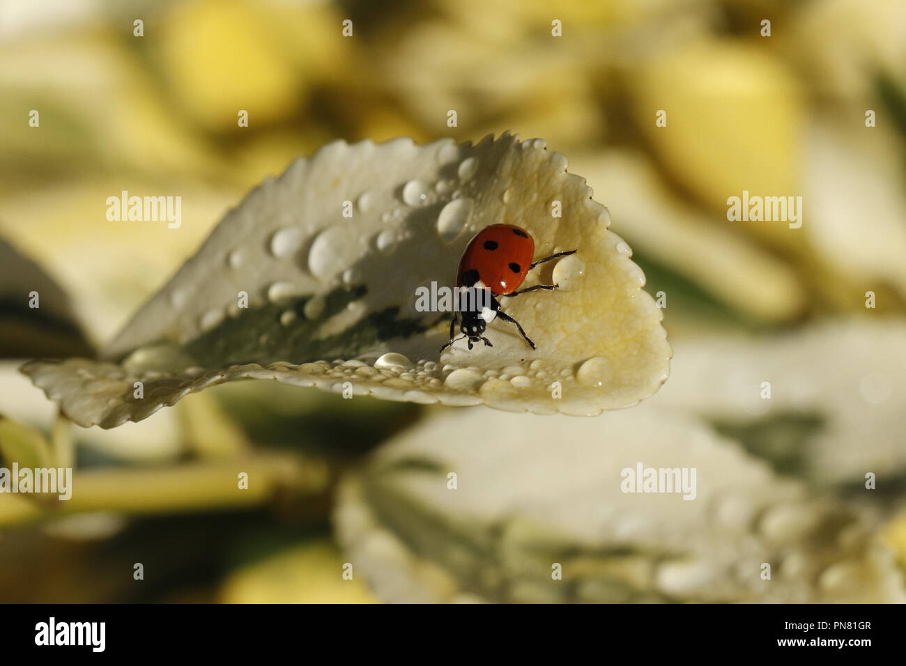 ladybug one the leaf Stock Photo