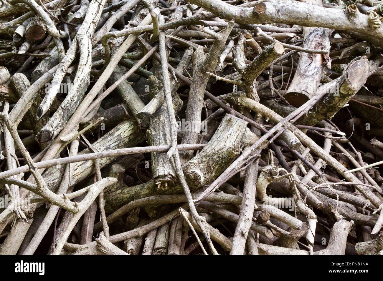 Closeup of a pile of twigs and broken tree branches Stock Photo