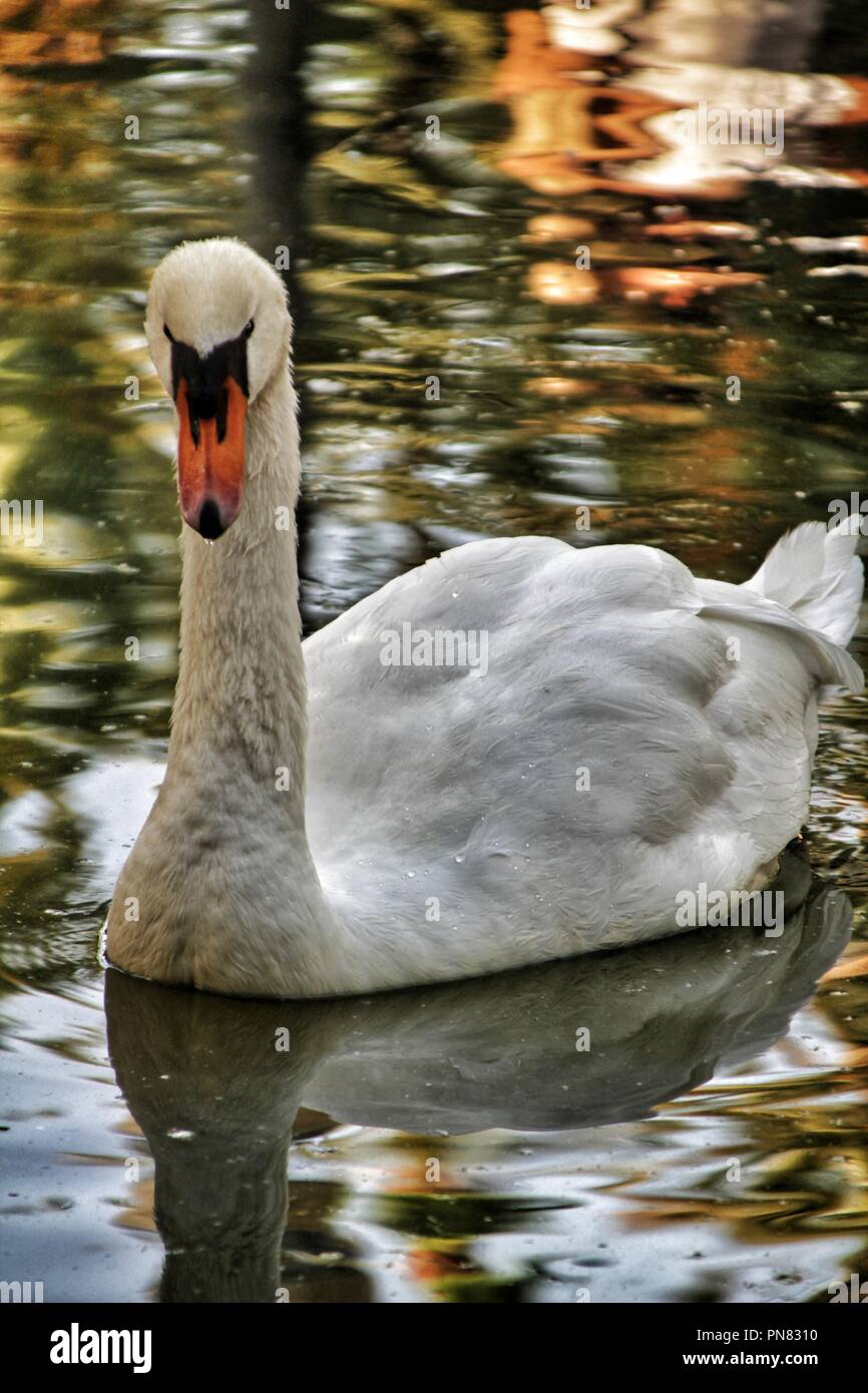 Beautiful swan swimming in a pond on the municipal park of Elche ...