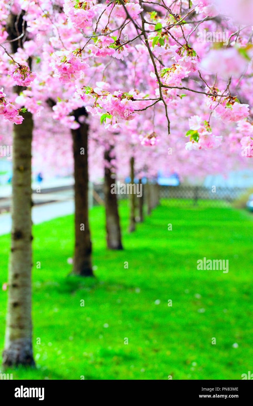 cherry, blossom, sakura, blooming, natural, plant, spring, japan