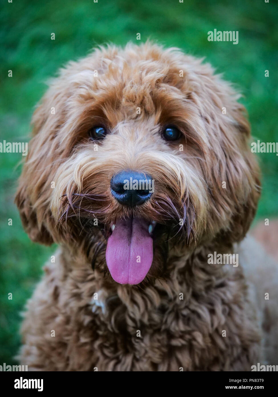 wavy haired cockapoo