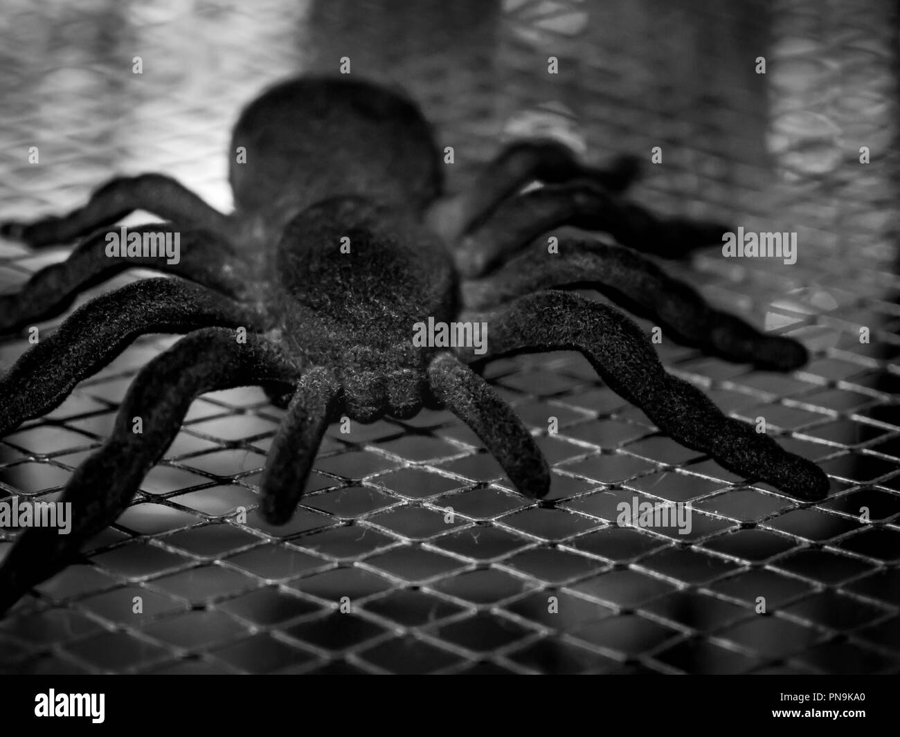 Black huge spider tarantula on the wire mesh. Mysterious and dangerous concept. Stock Photo