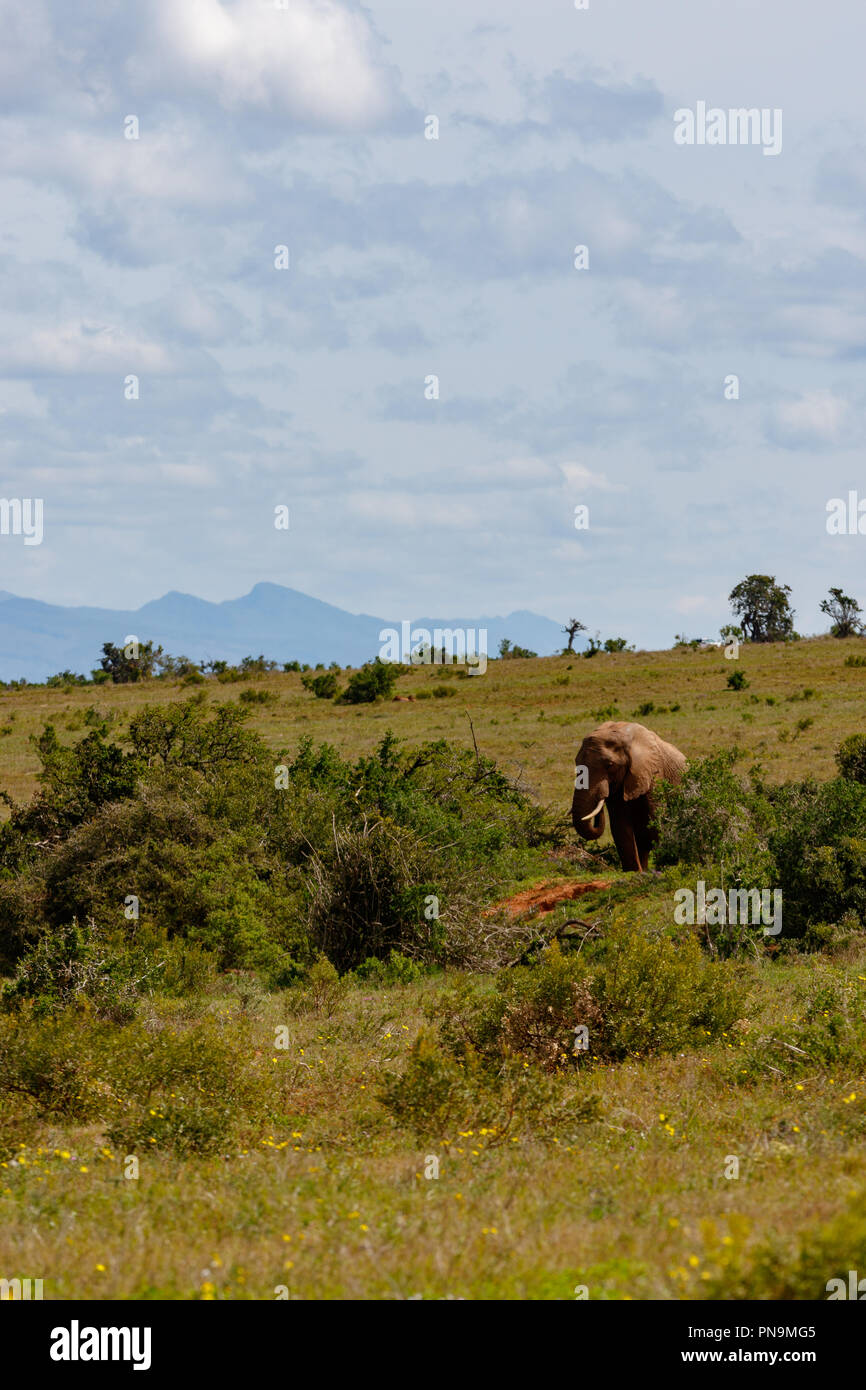 Elephant walking in the field with mountains in the background Stock Photo