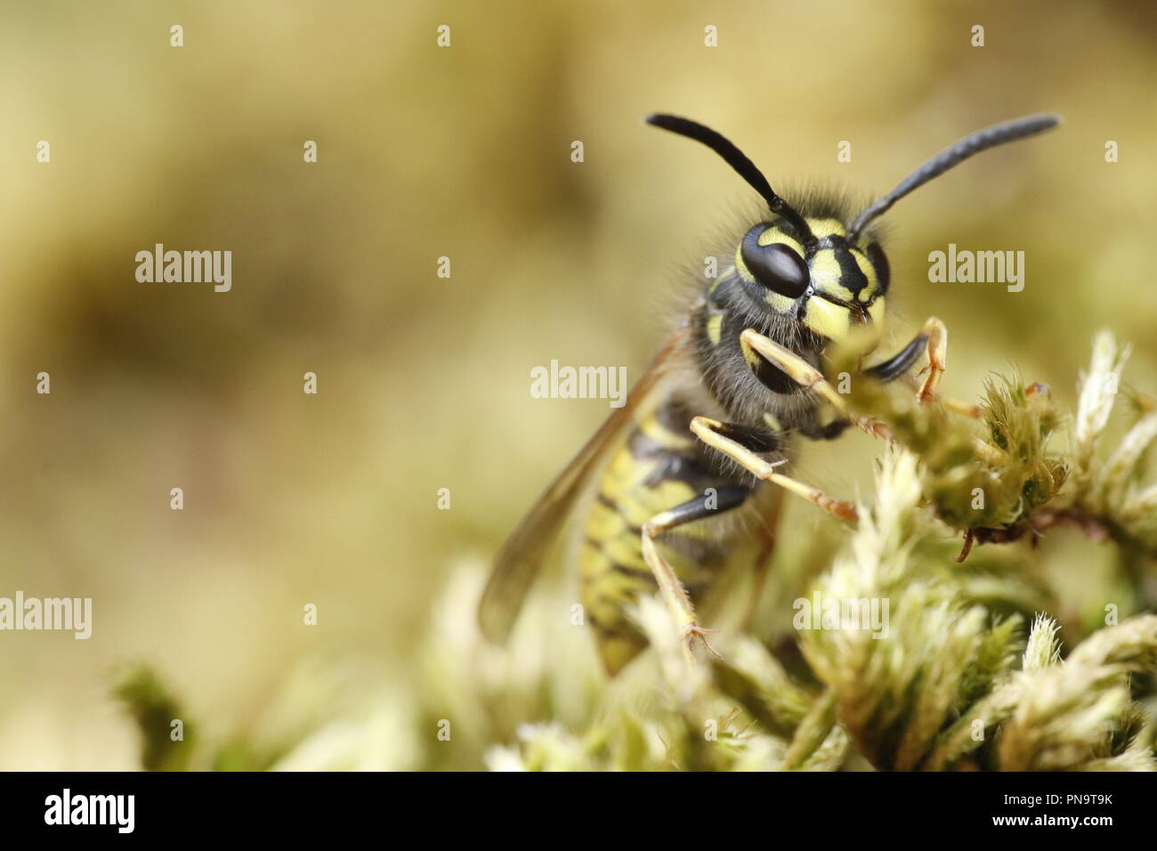 Wasp  close up macro Stock Photo