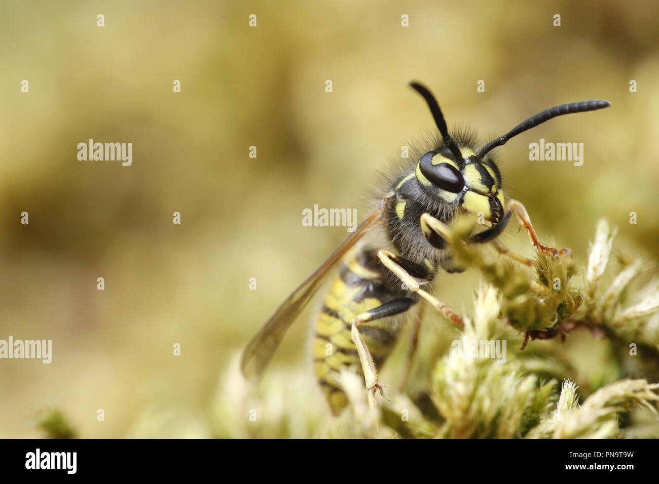 Wasp  close up macro Stock Photo