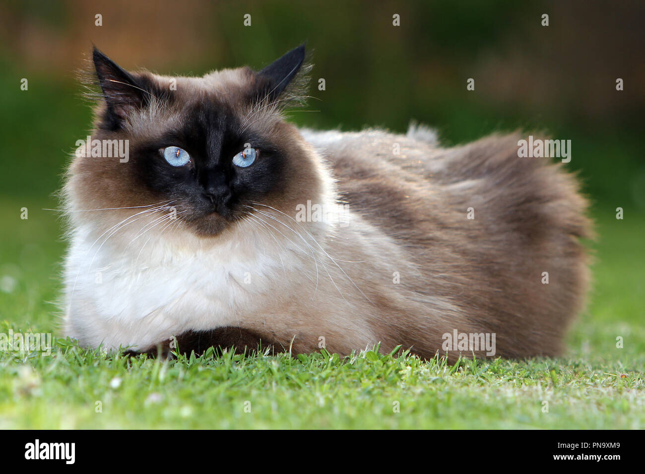 Recollection Igangværende undergrundsbane The Norwegian Forest Cat is one of the half-long haired cats Stock Photo -  Alamy