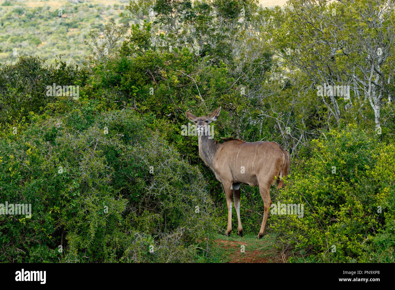 Kudu surrounded with bushes in the field Stock Photo