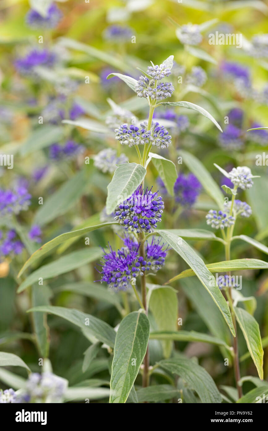 Close up of Caryopteris Thetis Noble Stock Photo