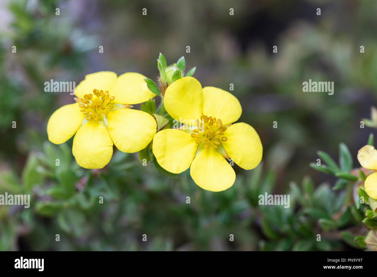 Close up of Potentilla fruticosa Longacre - Shrubby Cinquefoil flowering in an English garden Stock Photo