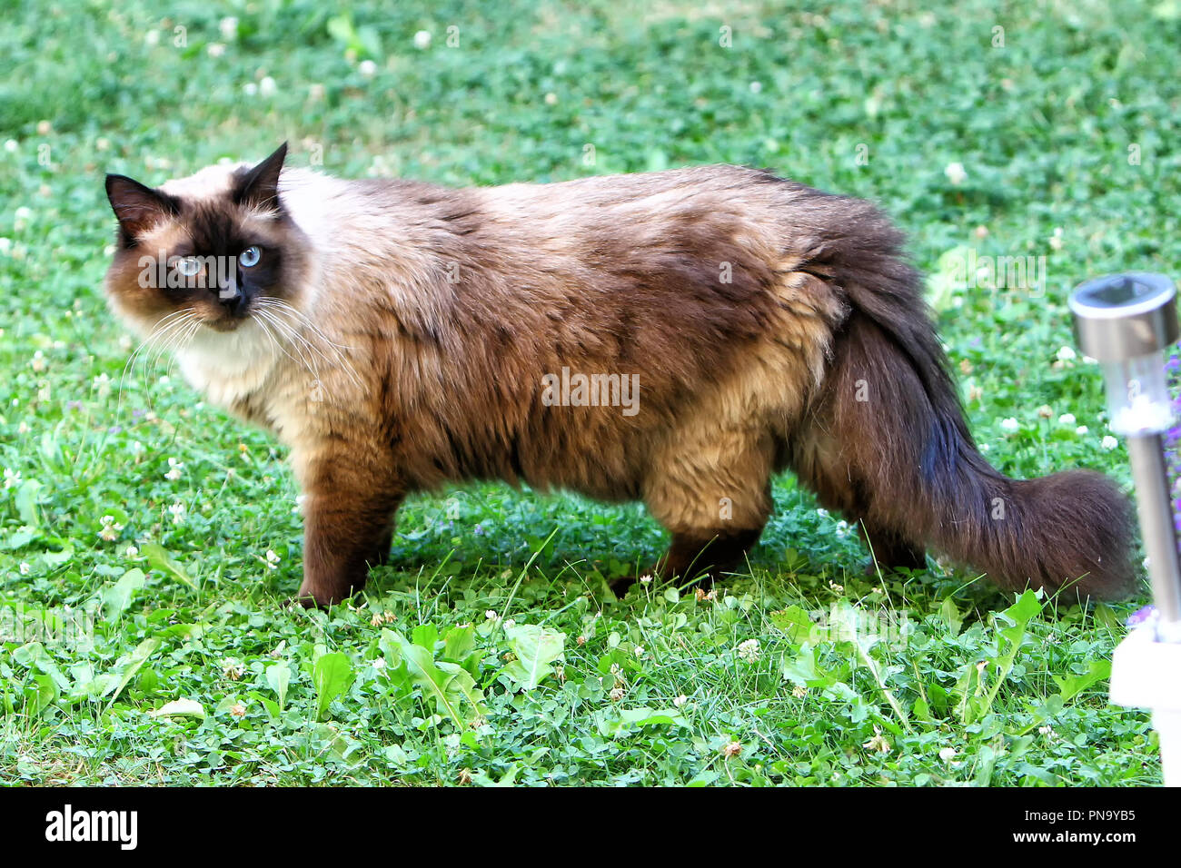 The Norwegian Forest Cat Is One Of The Half Long Haired Cats Stock